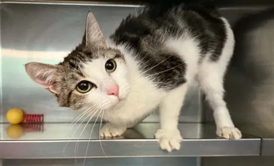 Priscilla - Domestic Short Hair