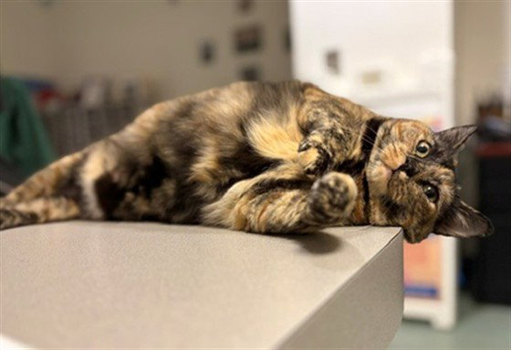 Lotus, Domestic Short Hair