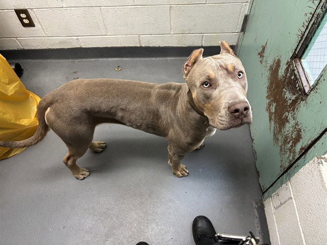 Harley Quinn, Pit Bull Terrier