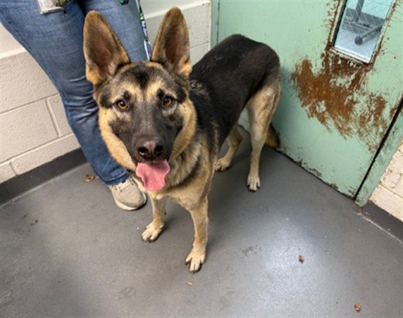 Chase, German Shepherd Dog