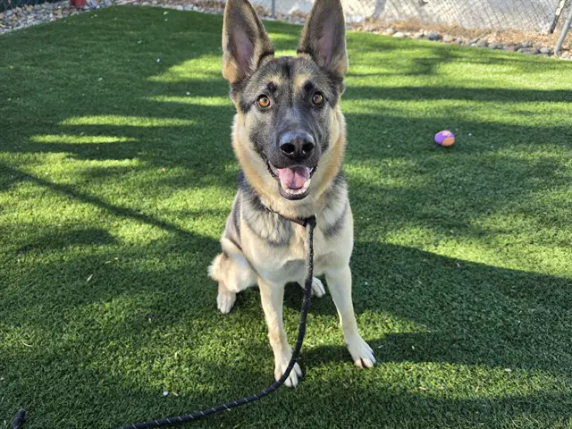Chase - German Shepherd Dog