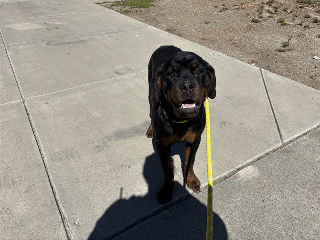 Gwen Stacy, Rottweiler