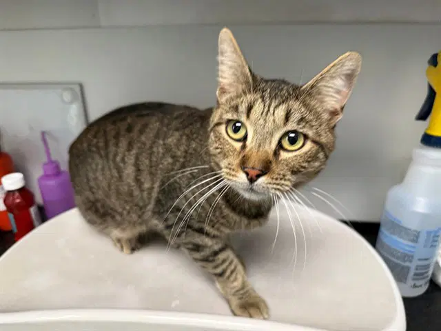 Hawthorn - Domestic Short Hair