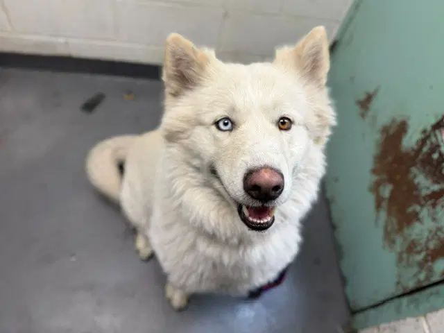 Casper - Alaskan Malamute