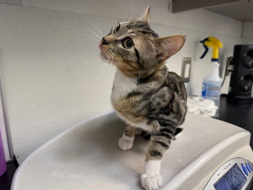 Flour, Domestic Short Hair (medium coat)