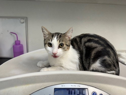 Eggs, Domestic Short Hair (medium coat)