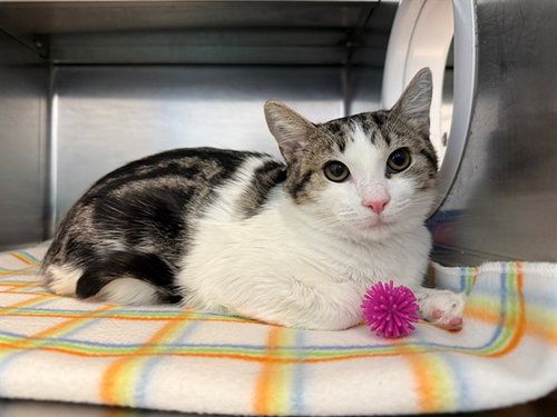 Eggs, Domestic Short Hair (medium coat)