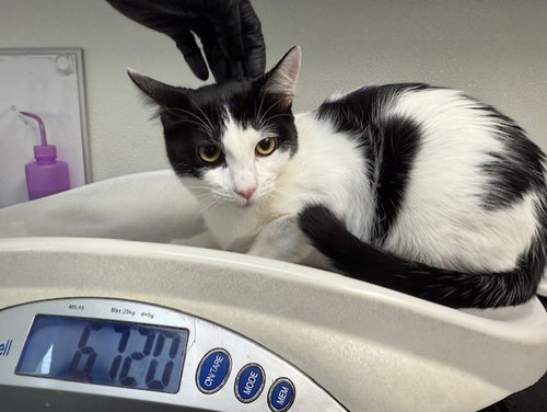 Milk, Domestic Short Hair (medium coat)