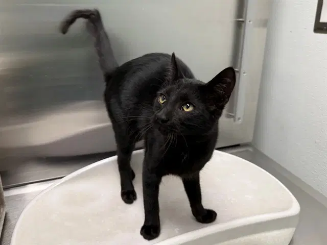 Boo - Domestic Short Hair