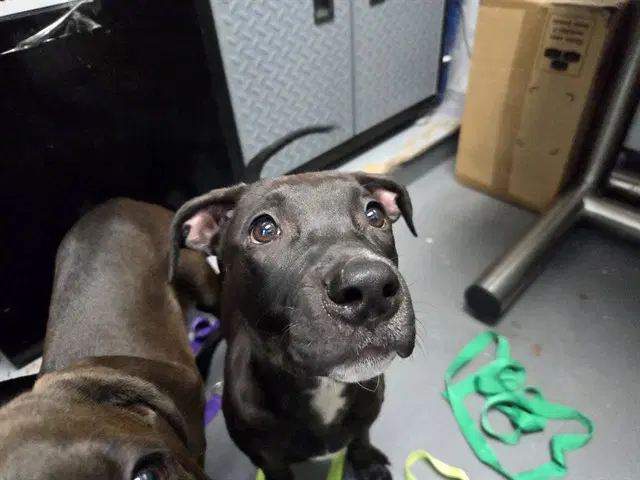 Rory - Pit Bull Terrier