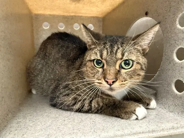 Jimmy - Domestic Short Hair