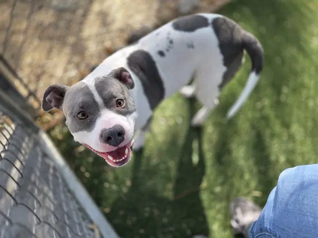 Clover - Pit Bull Terrier