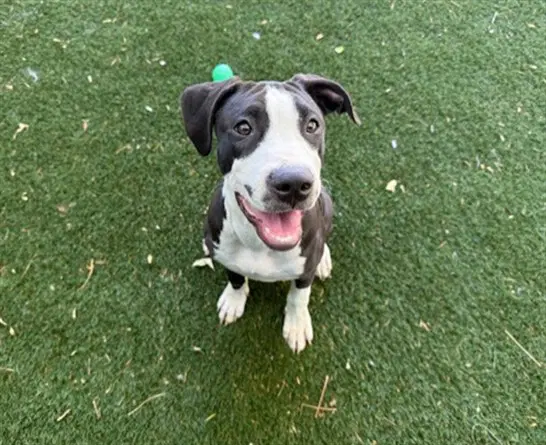 Roux - Pit Bull Terrier