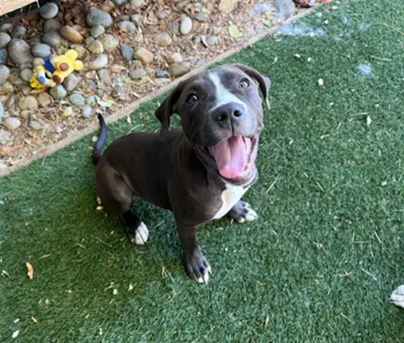 Rowan - Pit Bull Terrier
