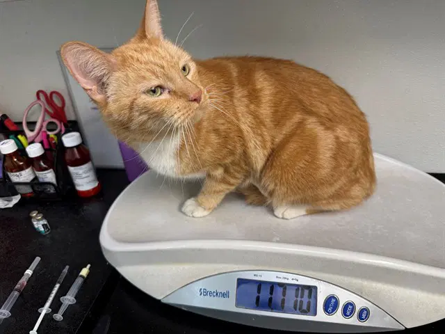 Charlie - Domestic Short Hair