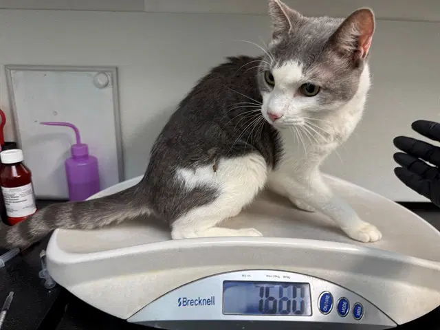 Ethel - Domestic Short Hair