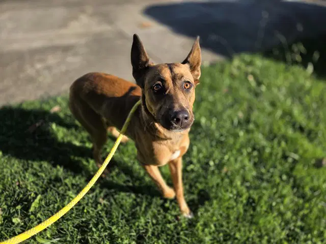 Autumn - Belgian Shepherd Malinois