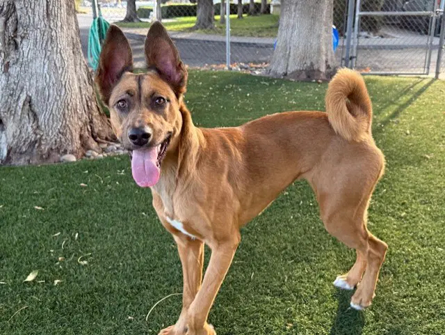 Autumn - Belgian Shepherd Malinois