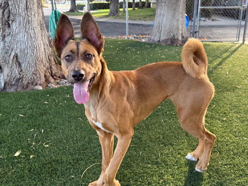 Autumn, Belgian Shepherd Malinois (medium coat)