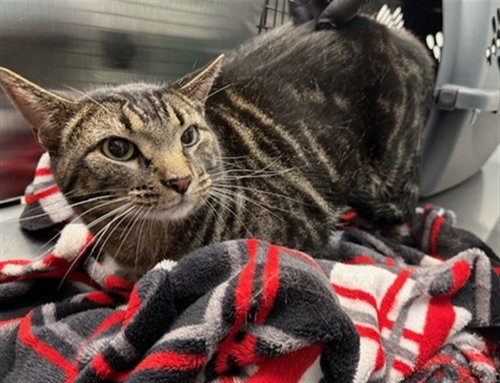 Tiger, Domestic Short Hair (medium coat)
