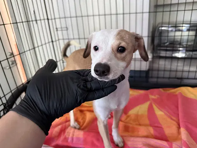 Hazel - Chihuahua