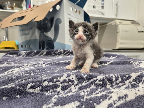 Opal, Domestic Short Hair (medium coat)