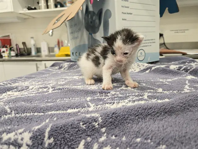 Dahlia - Domestic Short Hair
