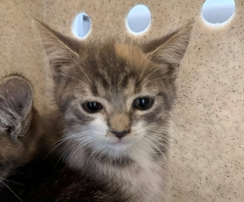 Calcifer, Domestic Short Hair (medium coat)