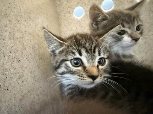 Christine, Domestic Short Hair (medium coat)