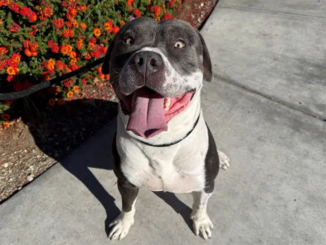 Norman - American Bulldog