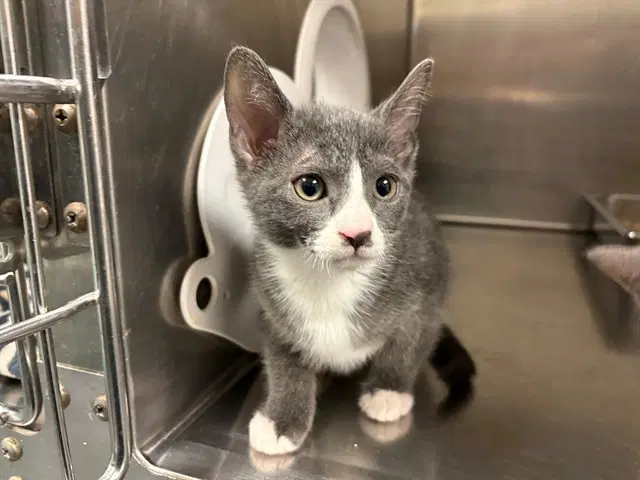 Linden - Domestic Short Hair