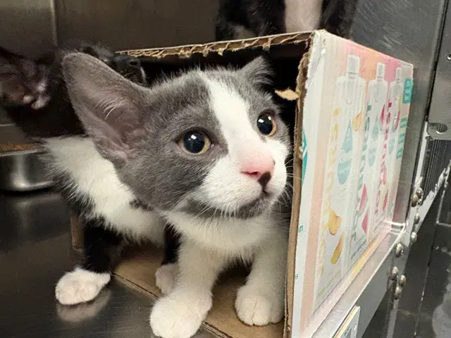 Jack - Domestic Short Hair
