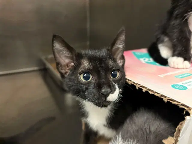 Ichabod - Domestic Short Hair