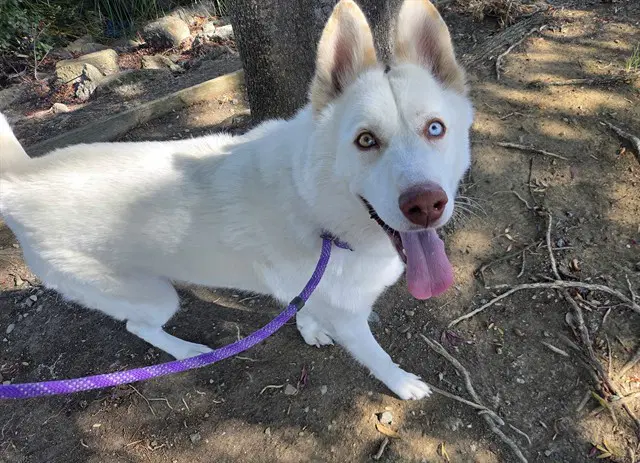 Ripley - Husky