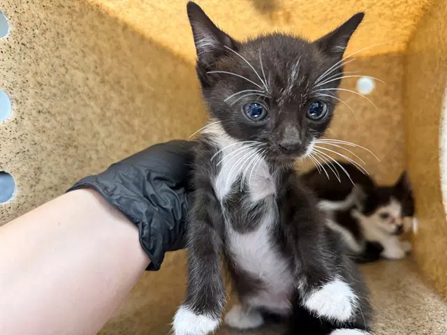 Bean - Domestic Short Hair