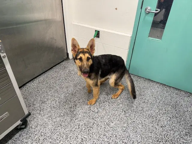 Scarlett - German Shepherd Dog