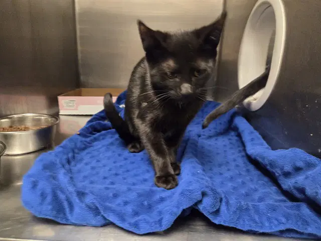 Topaz - Domestic Short Hair