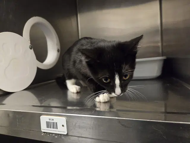 Tourmaline - Domestic Short Hair