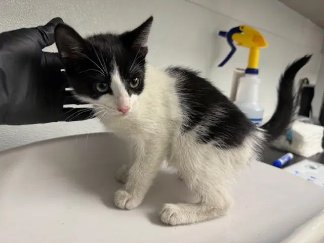 Sabrina - Domestic Short Hair