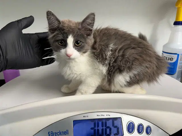 Sienna - Domestic Medium Hair