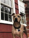 adoptable Dog in , MA named TIMMY