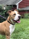 adoptable Dog in , MA named TODD