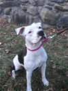 adoptable Dog in easthampton, MA named SASHA