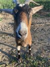 adoptable Goat in , MA named COFFEE