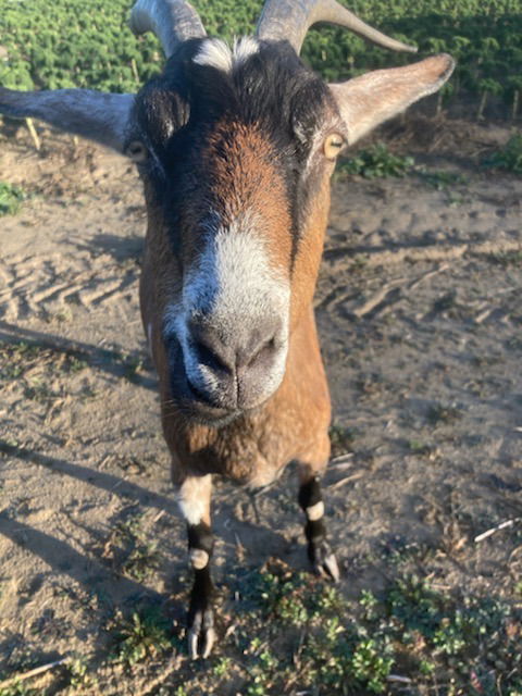 adoptable Goat in Easthampton, MA named COFFEE