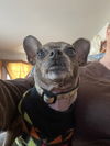 adoptable Dog in , MA named BLANCHE