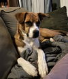 adoptable Dog in  named ABIGAIL