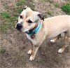 adoptable Dog in easthampton, MA named SHYLA