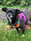 adoptable Dog in , MA named ANNDALINA