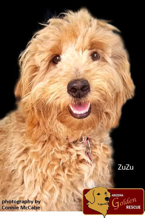 ZuZu/Maple